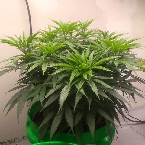 Georgia Morning Frost growlog photo: Needs thinned