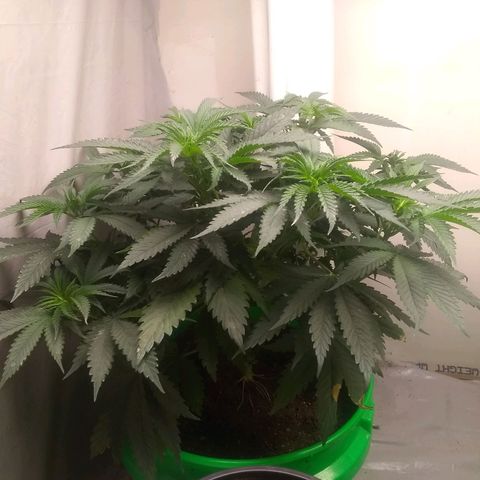 Thin Mint Tangie growlog timeline photo
