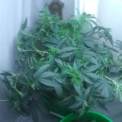 Thin Mint Tangie growlog timeline photo