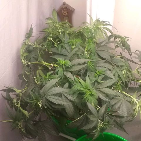 Thin Mint Tangie growlog timeline photo