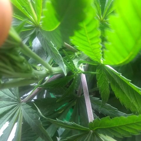 Georgia Morning Frost growlog photo: 3 leaves on node, weird double stem. Polyploid?