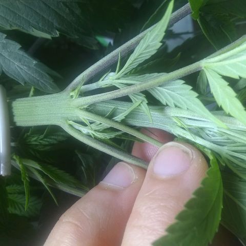 Georgia Morning Frost growlog photo: 3 leaves on node, weird double stem. Polyploid?