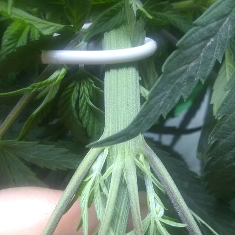 Georgia Morning Frost growlog photo: 3 leaves on node, weird double stem. Polyploid?
