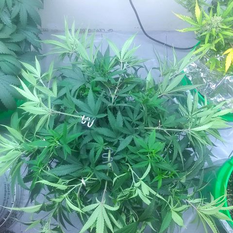 Georgia Morning Frost growlog photo: 3 leaves on node, weird double stem. Polyploid?