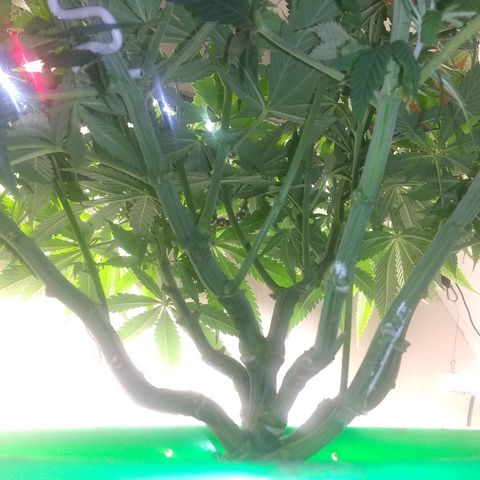 Georgia Morning Frost growlog photo: 3 leaves on node, weird double stem. Polyploid?