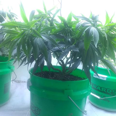 Georgia Morning Frost growlog photo: 3 leaves on node, weird double stem. Polyploid?