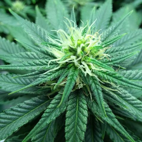 Mystery seed growlog timeline photo