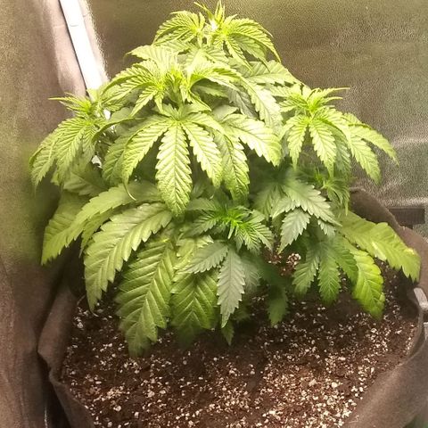 Dave's Sour Tangie growlog photo: Moved to 7 gallon fabric pot