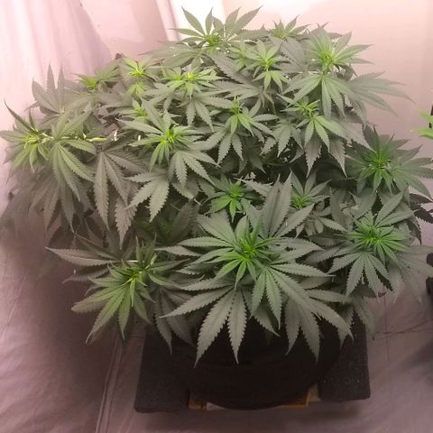 Thin Mint Tangie growlog photo: Moved to 7 gallon bucket