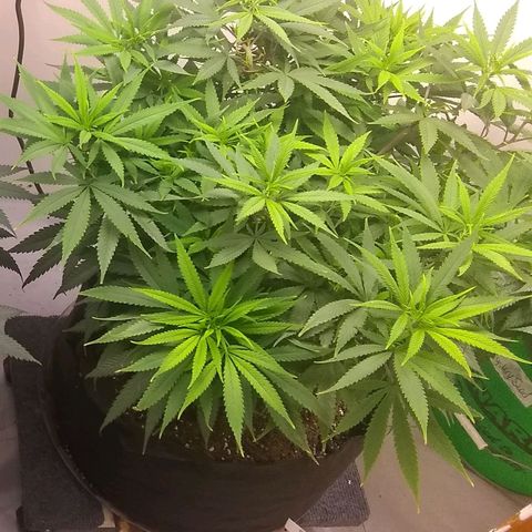 Georgia Morning Frost growlog photo: Moved to 7 gallon fabric pot