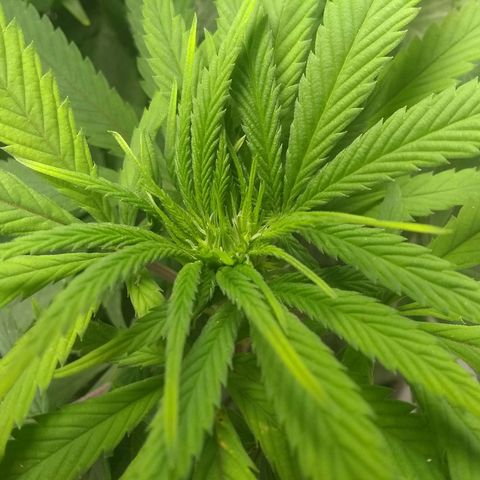 Georgia Morning Frost growlog photo: We have bud formation starting!