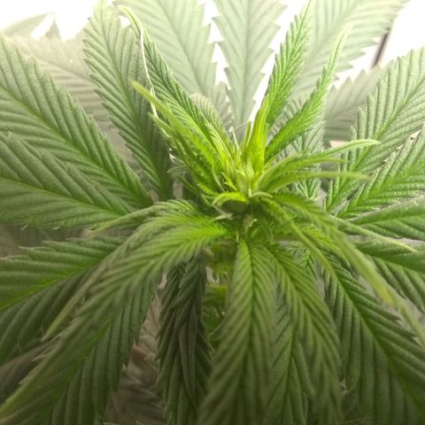 Thin Mint Tangie growlog photo: Let there be buds!
