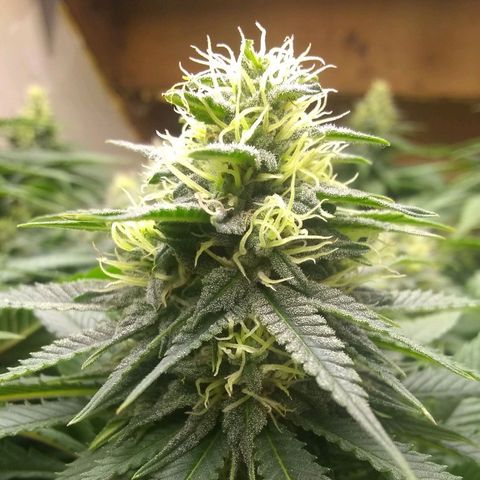 Mystery seed growlog timeline photo