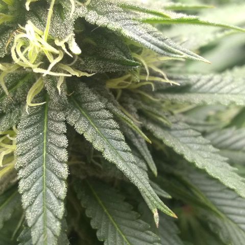 Mystery seed growlog timeline photo
