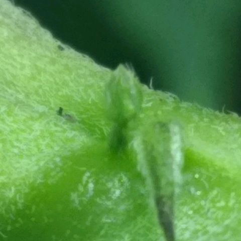 Dave's Sour Tangie growlog photo: Pretty sure it's male.