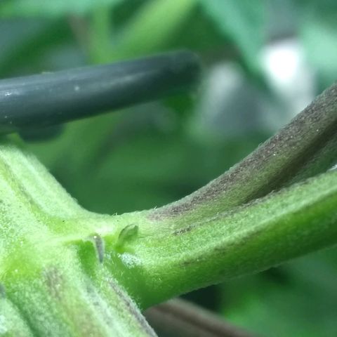 Dave's Sour Tangie growlog photo: Pretty sure it's male.