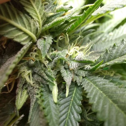 Mystery seed growlog photo: Definitely thinking Indica genetics. 6 weeks today and already have amber tricomes.