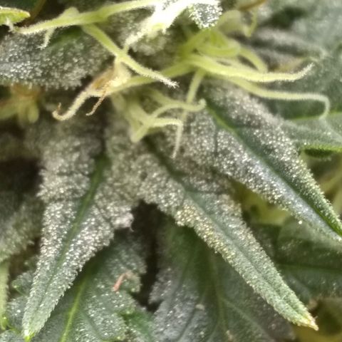 Mystery seed growlog photo: Definitely thinking Indica genetics. 6 weeks today and already have amber tricomes.