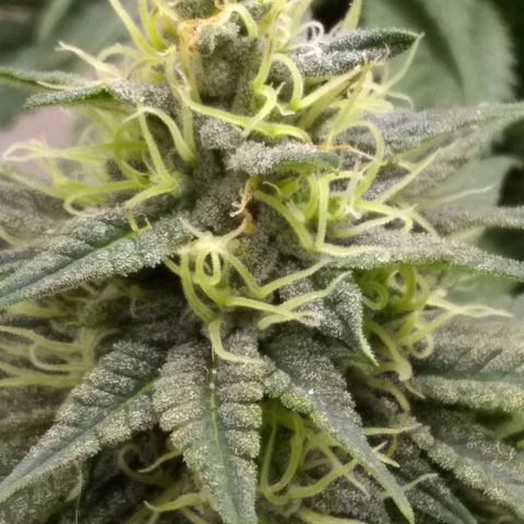 Mystery seed growlog photo: Definitely thinking Indica genetics. 6 weeks today and already have amber tricomes.