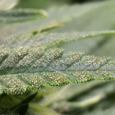 Mystery seed growlog photo: Definitely thinking Indica genetics. 6 weeks today and already have amber tricomes.