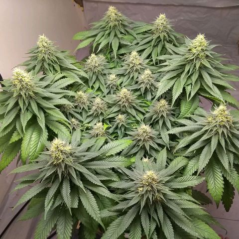 Mystery seed growlog photo: Definitely thinking Indica genetics. 6 weeks today and already have amber tricomes.