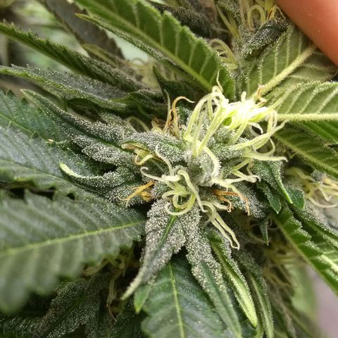 Mystery seed growlog photo: Definitely thinking Indica genetics. 6 weeks today and already have amber tricomes.