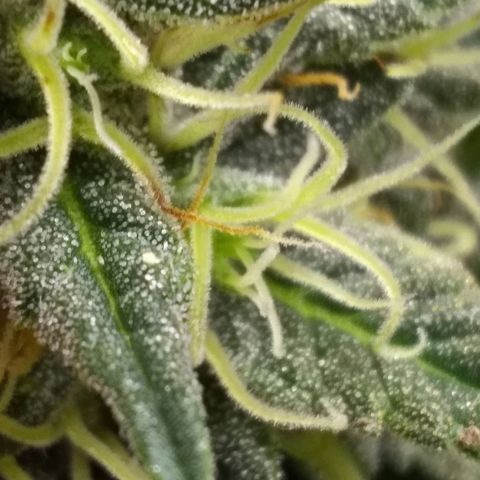 Mystery seed growlog photo: Definitely thinking Indica genetics. 6 weeks today and already have amber tricomes.