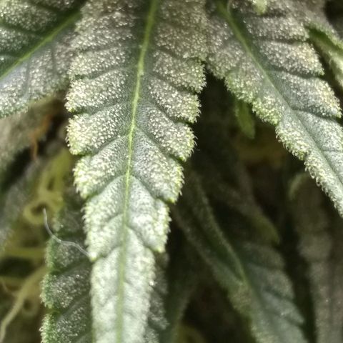 Mystery seed growlog photo: Definitely thinking Indica genetics. 6 weeks today and already have amber tricomes.
