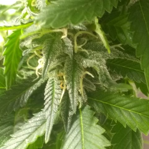 Mystery seed growlog photo: Mystery Seed has rodelized we have some seed