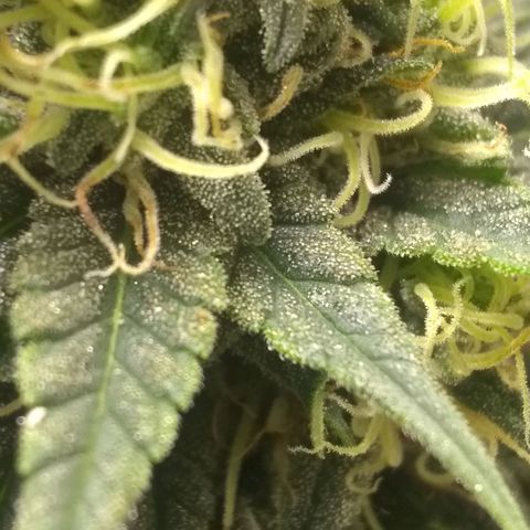 Mystery seed growlog photo: Mystery Seed has rodelized we have some seed