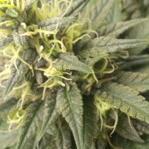 Mystery seed growlog photo: Mystery Seed has rodelized we have some seed