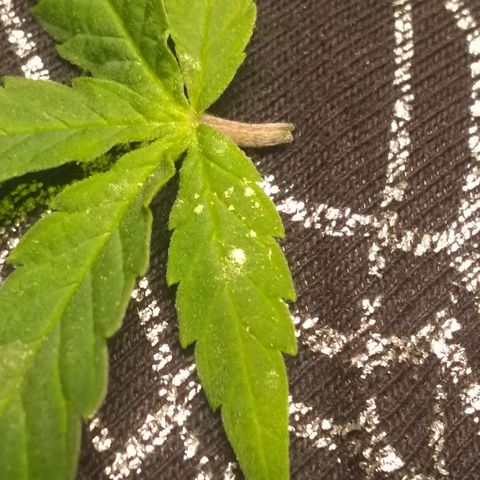 Mystery seed growlog photo: Mystery Seed has rodelized we have some seed