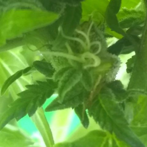 Mystery seed growlog photo: Mystery Seed has rodelized we have some seed