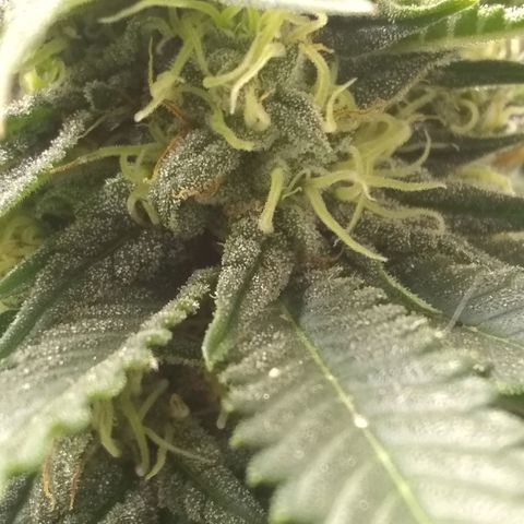 Mystery seed growlog photo: Mystery Seed has rodelized we have some seed