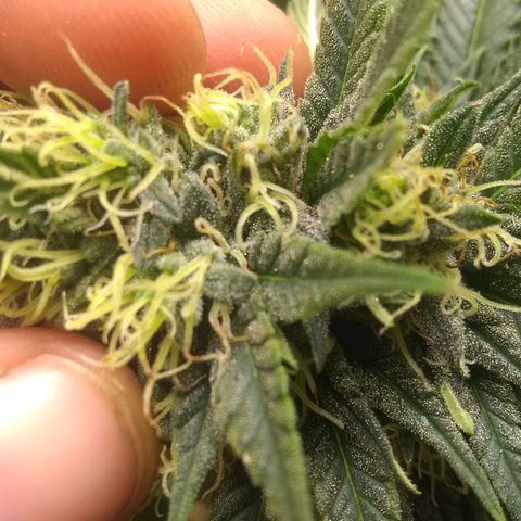 Mystery seed growlog photo: Mystery Seed has rodelized we have some seed