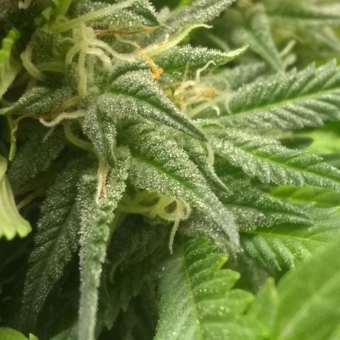Mystery seed growlog photo: Mystery Seed has rodelized we have some seed
