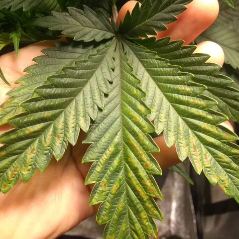 Dave's Sour Tangie growlog photo: GIRL!  Also having some deficiency/excess from last feeding.