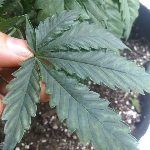 Dave's Sour Tangie growlog photo: GIRL!  Also having some deficiency/excess from last feeding.