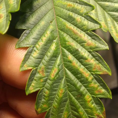 Dave's Sour Tangie growlog photo: GIRL!  Also having some deficiency/excess from last feeding.