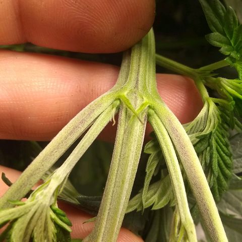 Dave's Sour Tangie growlog photo: GIRL!  Also having some deficiency/excess from last feeding.
