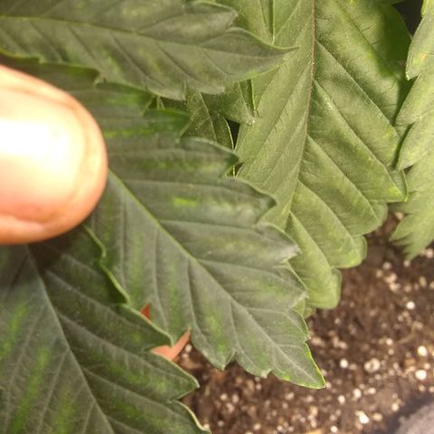 Dave's Sour Tangie growlog photo: GIRL!  Also having some deficiency/excess from last feeding.