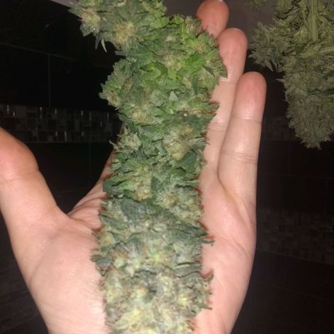 Mystery seed growlog photo: Decided to call it today, these are some massive colas!  I think this may be the Sapphire x King Kong cross, will have to wait for testing.