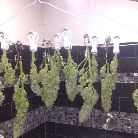 Mystery seed growlog photo: Decided to call it today, these are some massive colas!  I think this may be the Sapphire x King Kong cross, will have to wait for testing.