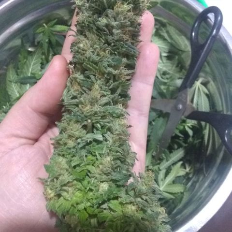 Mystery seed growlog photo: Decided to call it today, these are some massive colas!  I think this may be the Sapphire x King Kong cross, will have to wait for testing.