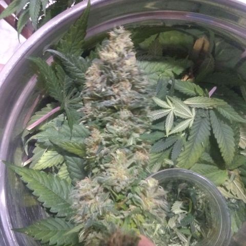 Mystery seed growlog photo: Decided to call it today, these are some massive colas!  I think this may be the Sapphire x King Kong cross, will have to wait for testing.