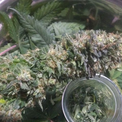 Mystery seed growlog photo: Decided to call it today, these are some massive colas!  I think this may be the Sapphire x King Kong cross, will have to wait for testing.
