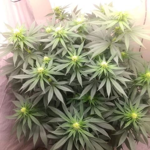 Thin Mint Tangie growlog photo: This one's a herm, spent 2 hours picking balls off the plant. 😭🤬