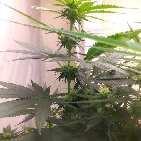 Thin Mint Tangie growlog photo: This one's a herm, spent 2 hours picking balls off the plant. 😭🤬