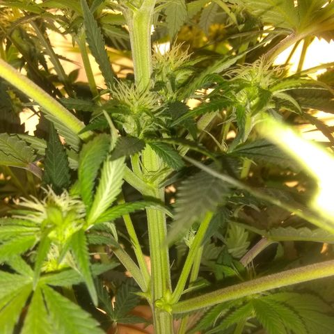 Thin Mint Tangie growlog photo: This one's a herm, spent 2 hours picking balls off the plant. 😭🤬