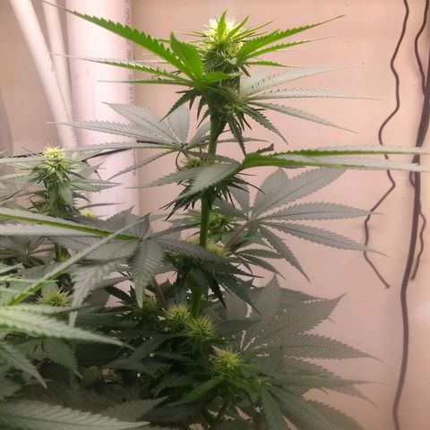 Thin Mint Tangie growlog photo: This one's a herm, spent 2 hours picking balls off the plant. 😭🤬